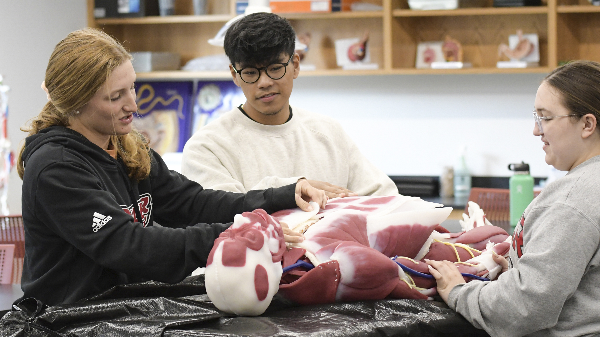 Students work with a synthetic cadaver