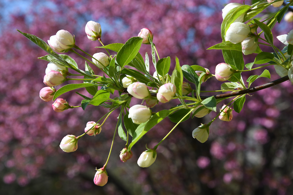 Flowers on a tree on campus