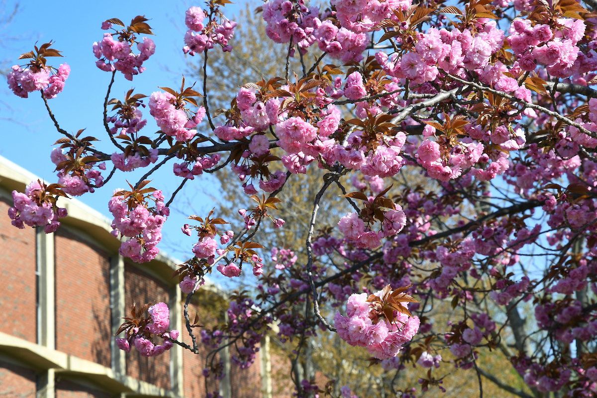 Purple flowers in front of a campus building