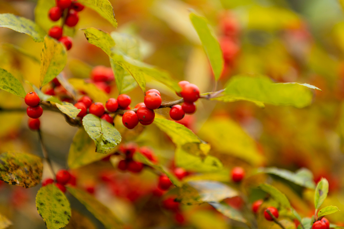 Little berries on a bush.