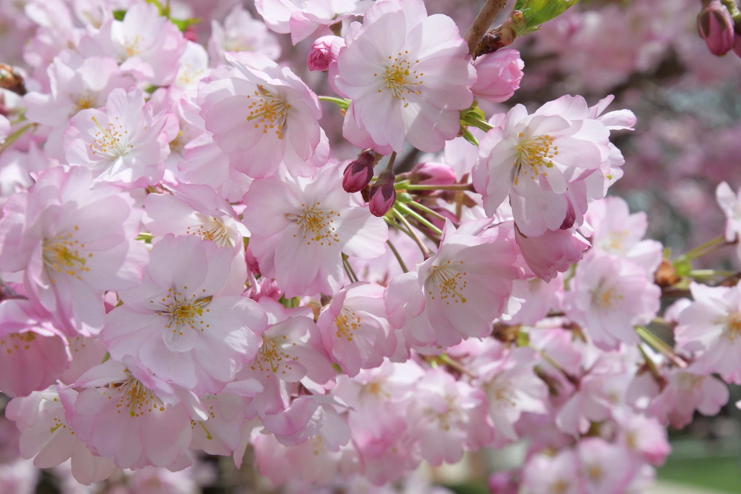 Cherry blossoms on campus