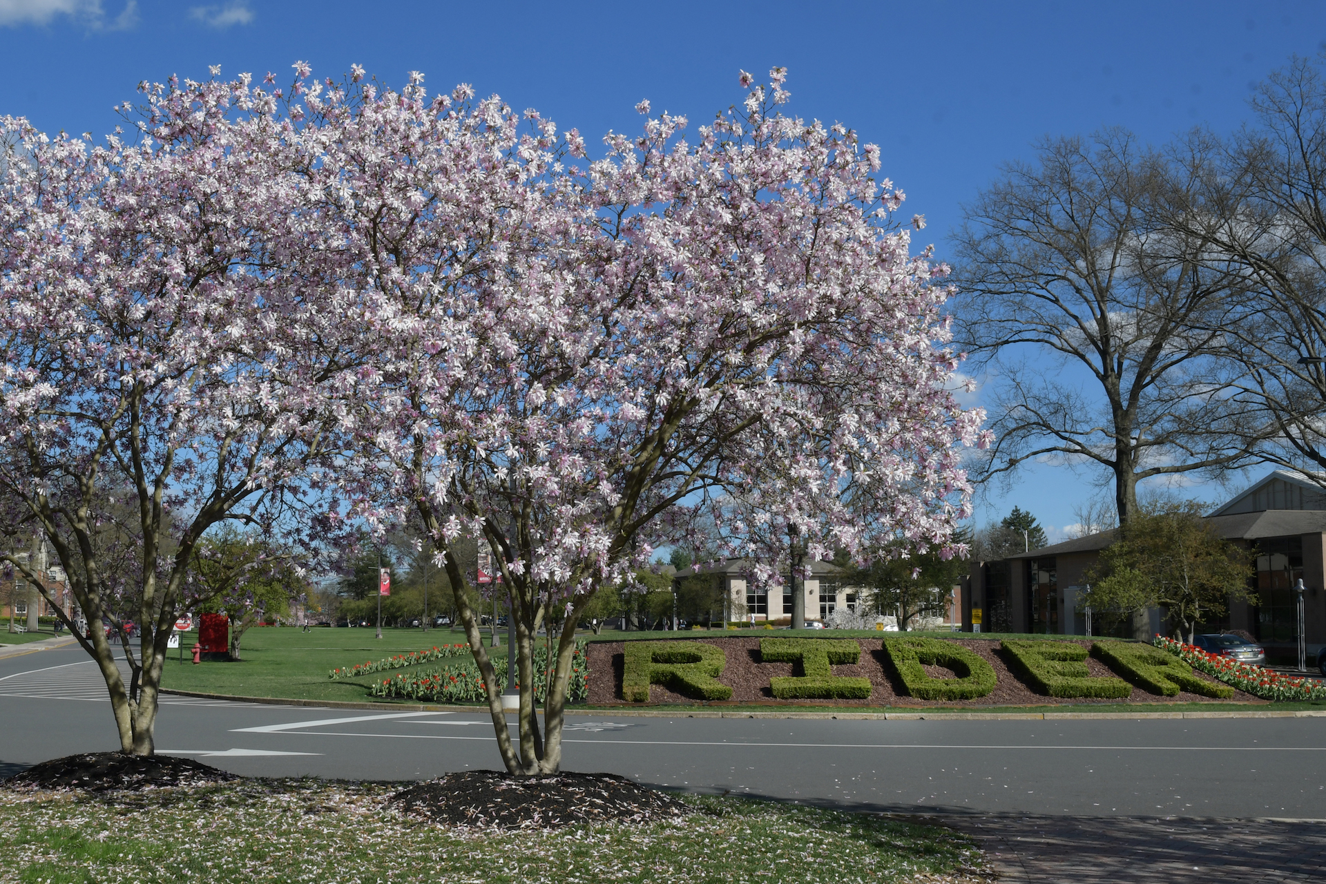 Trees flower on campus mall in spring