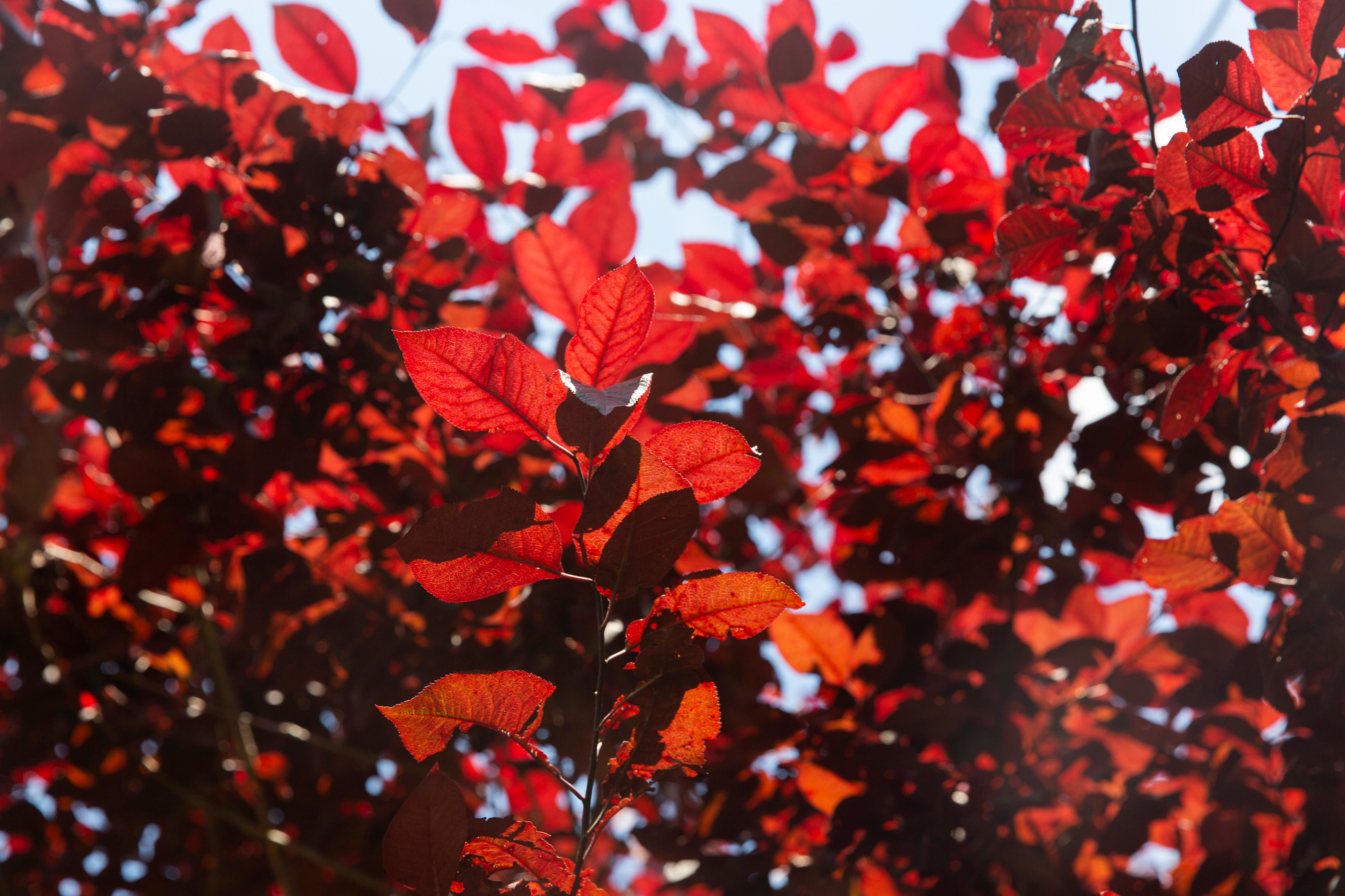 Red leaves in early September