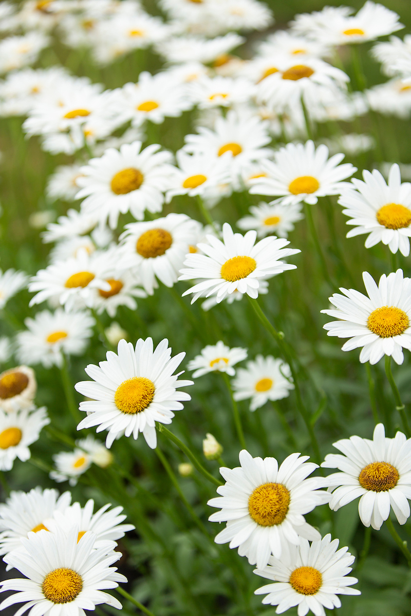 Daisies