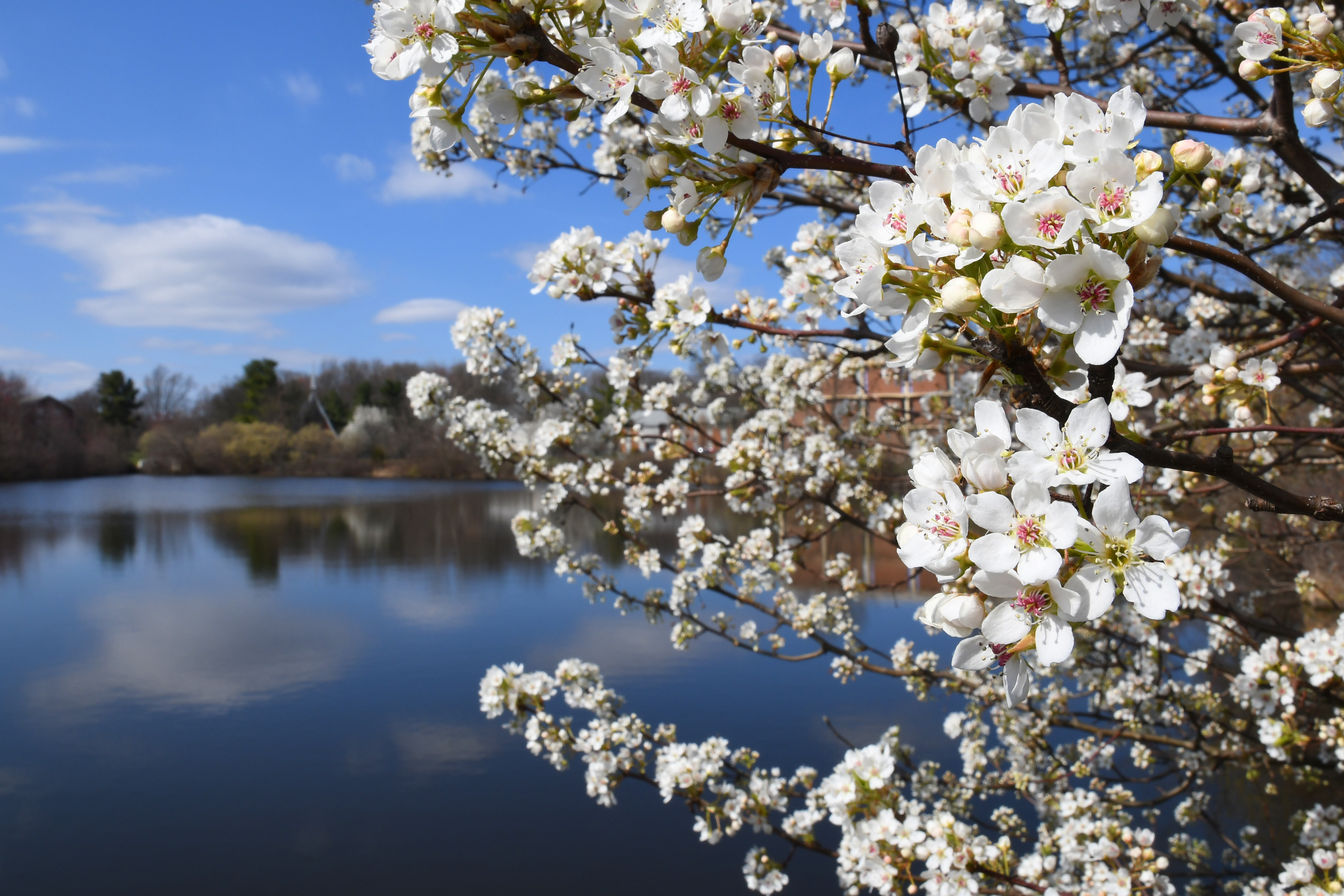 Trees blossom near Centennial Lake in spring