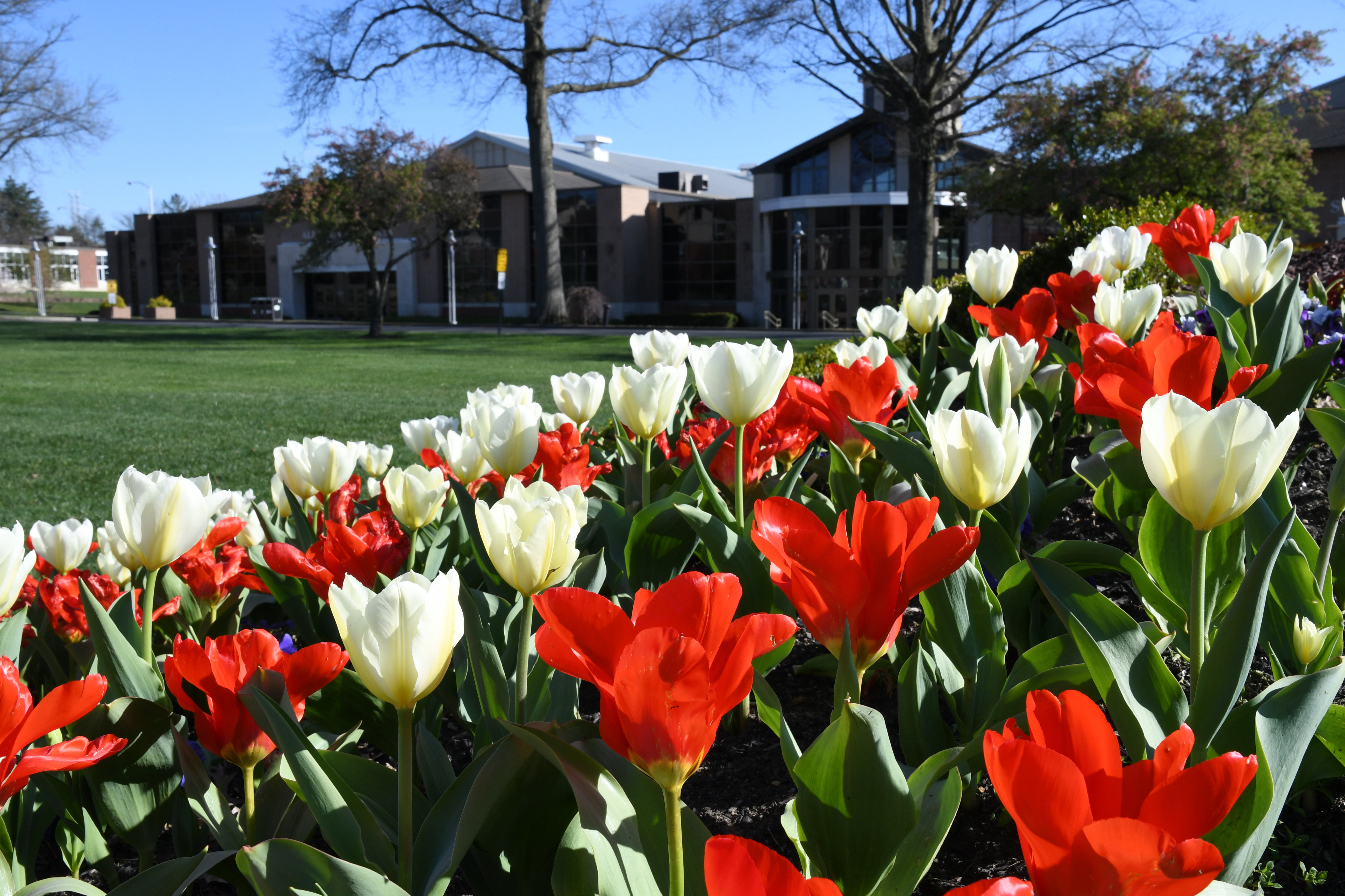 Tulips in bloom on campus