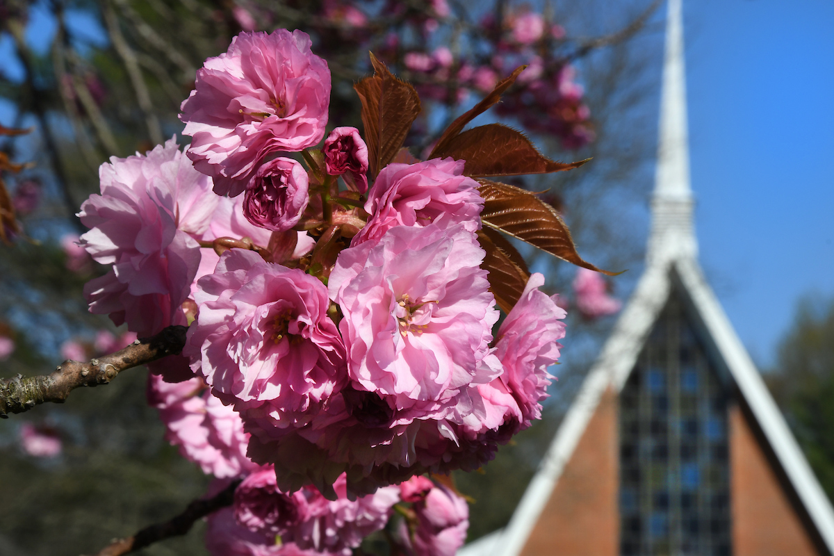 Blooming flowers in the foreground of Gill Chapel