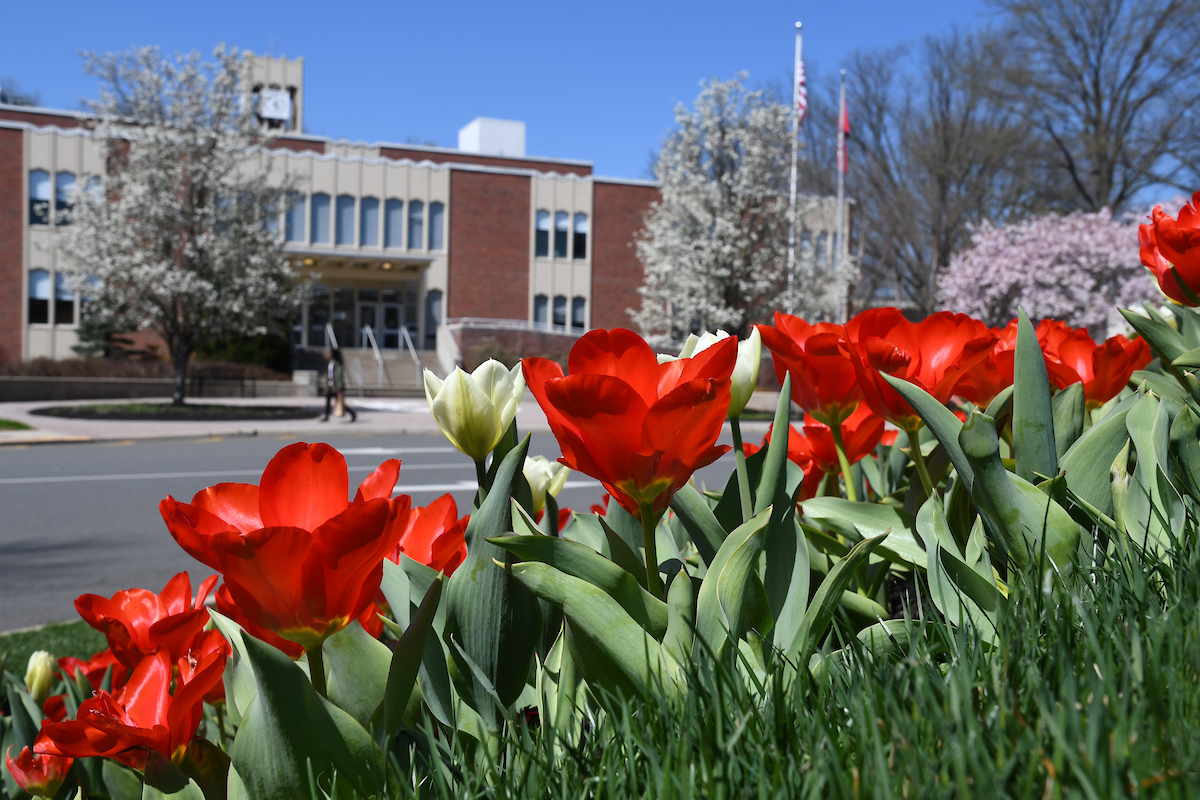 Tulips bloom near Moore Library