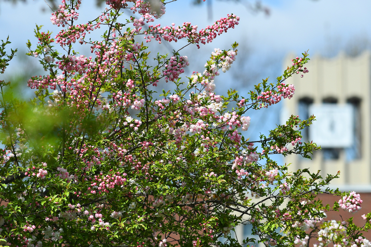 Flowers outside of library