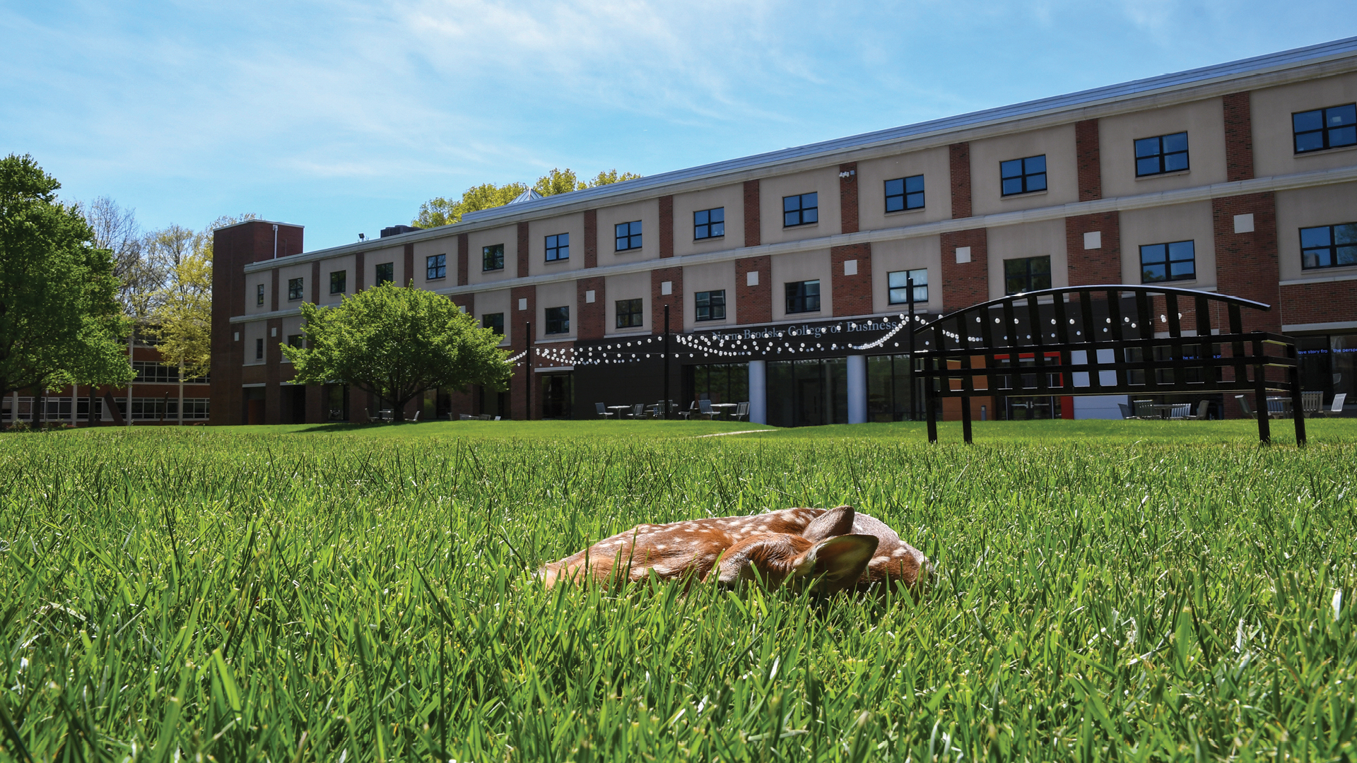 Deer on academic quad