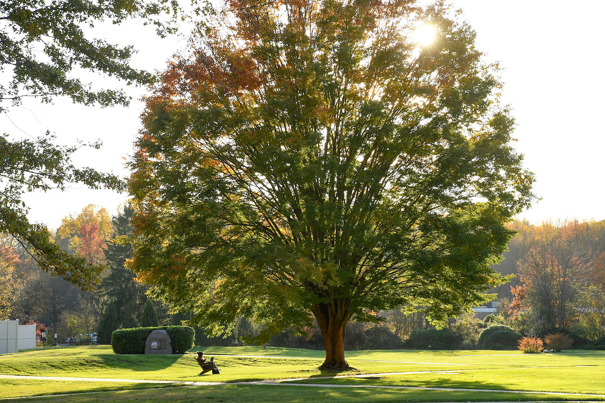 Oak tree on Rider campus