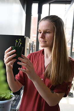 Student working in greenhouse