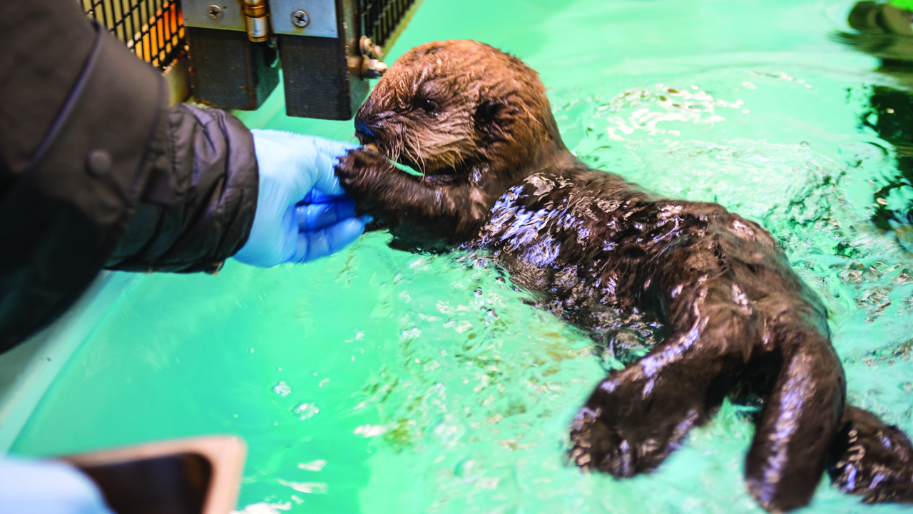 sea otter