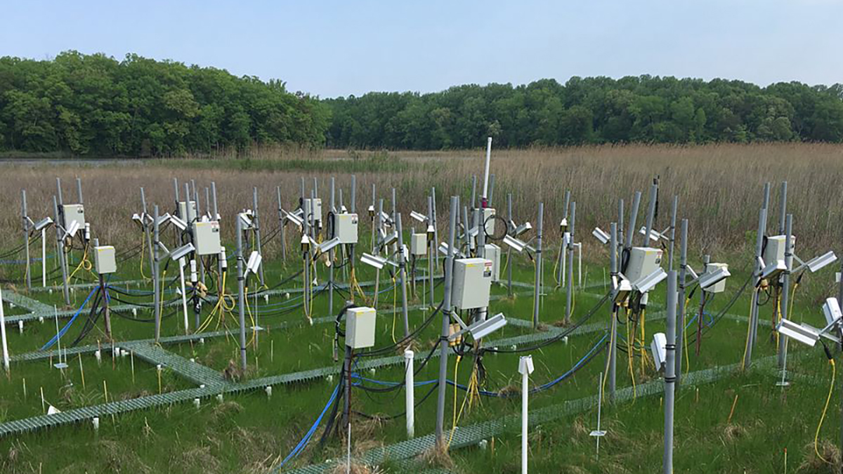 Salt marsh field site