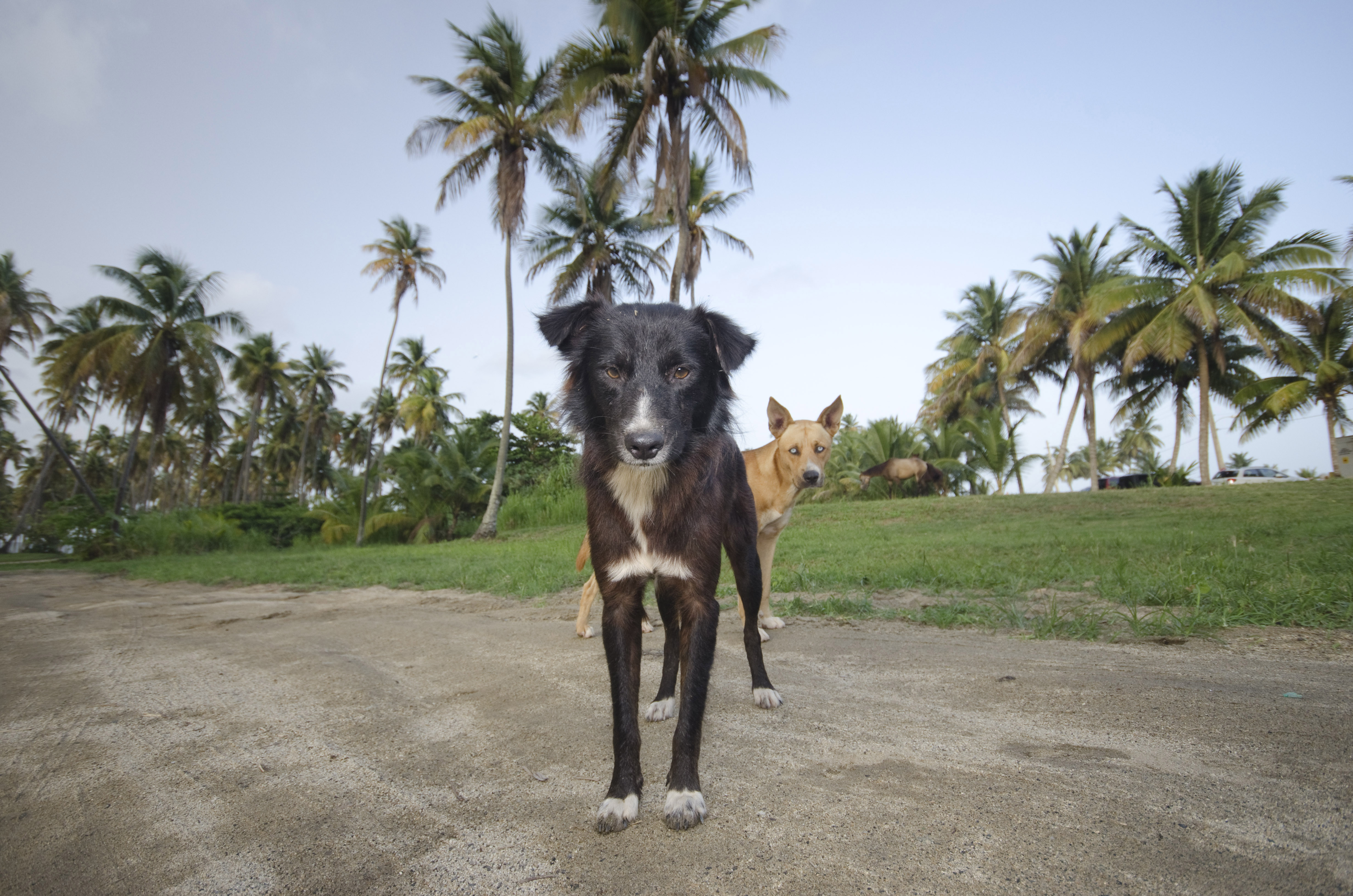 Dogs on the beach