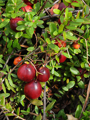 Cranberries