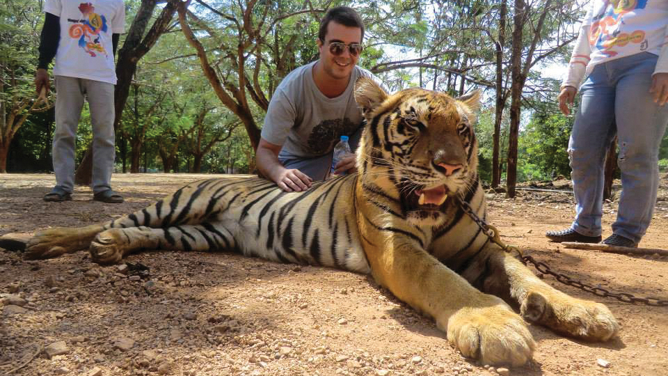 Student with a tiger while on a study abroad trip