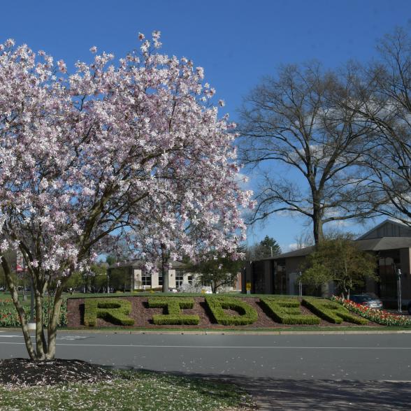 Trees flower on campus mall in spring