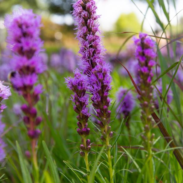 Purple flowers on campus