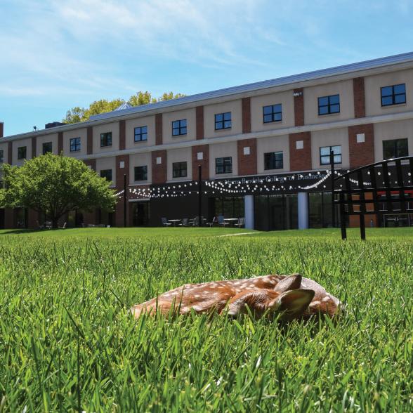 Deer on academic quad