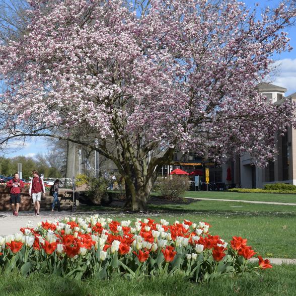 Students walk near Moore Library in spring