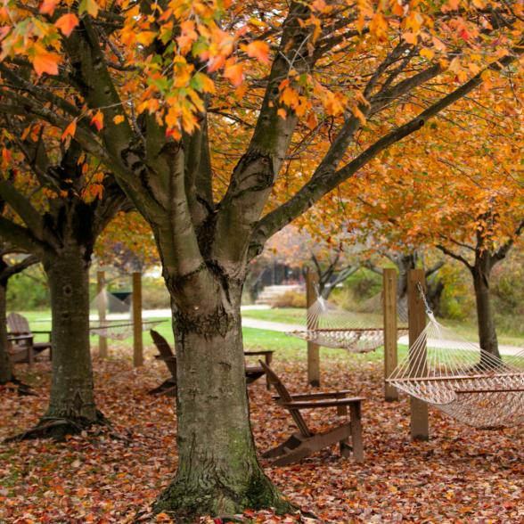 Hammock on campus in fall