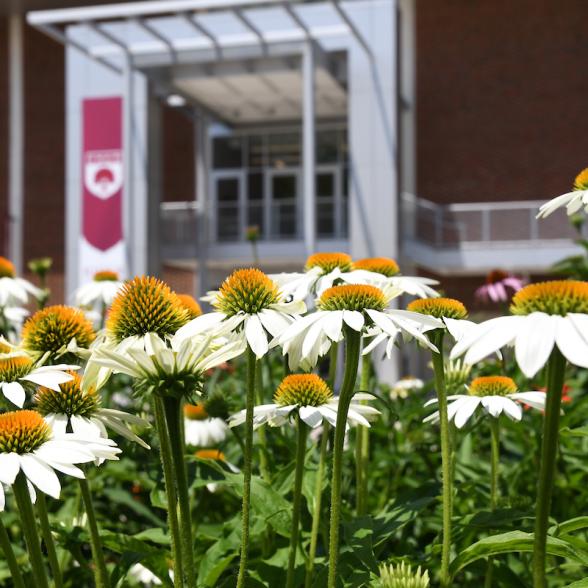 Flowers on campus