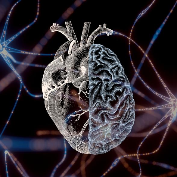 Brain & Synapses