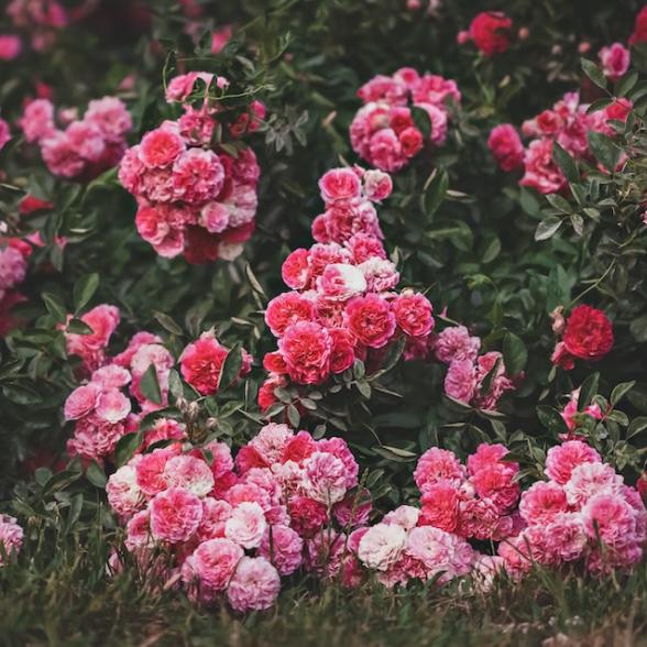 Rosebush