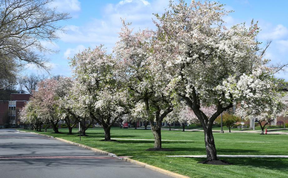 Blooming trees along the campus road