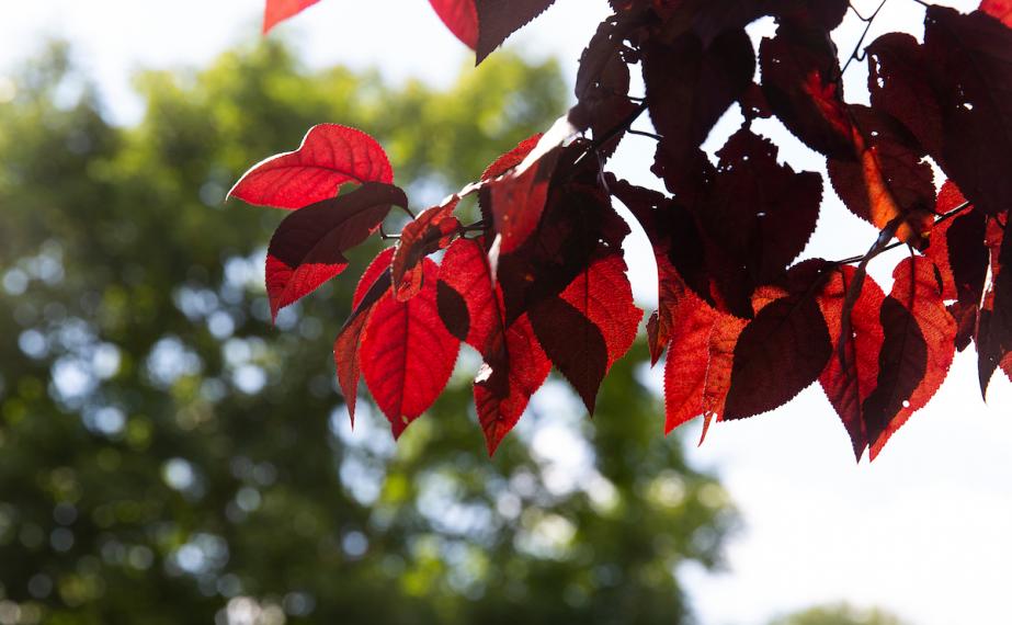 Fall campus leaves