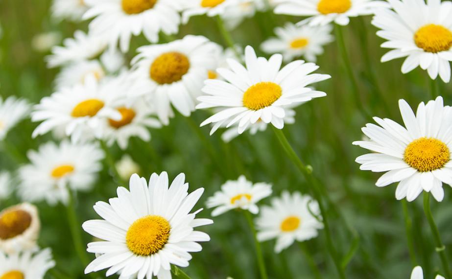 Daisies