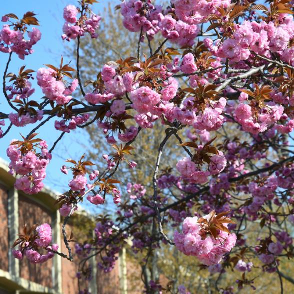 Purple flowers in front of a campus building