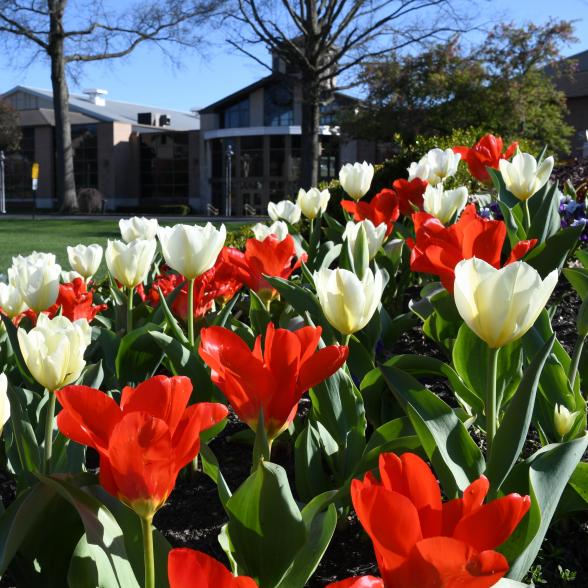 Tulips in bloom on campus