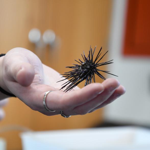 Marine life in a student's hand