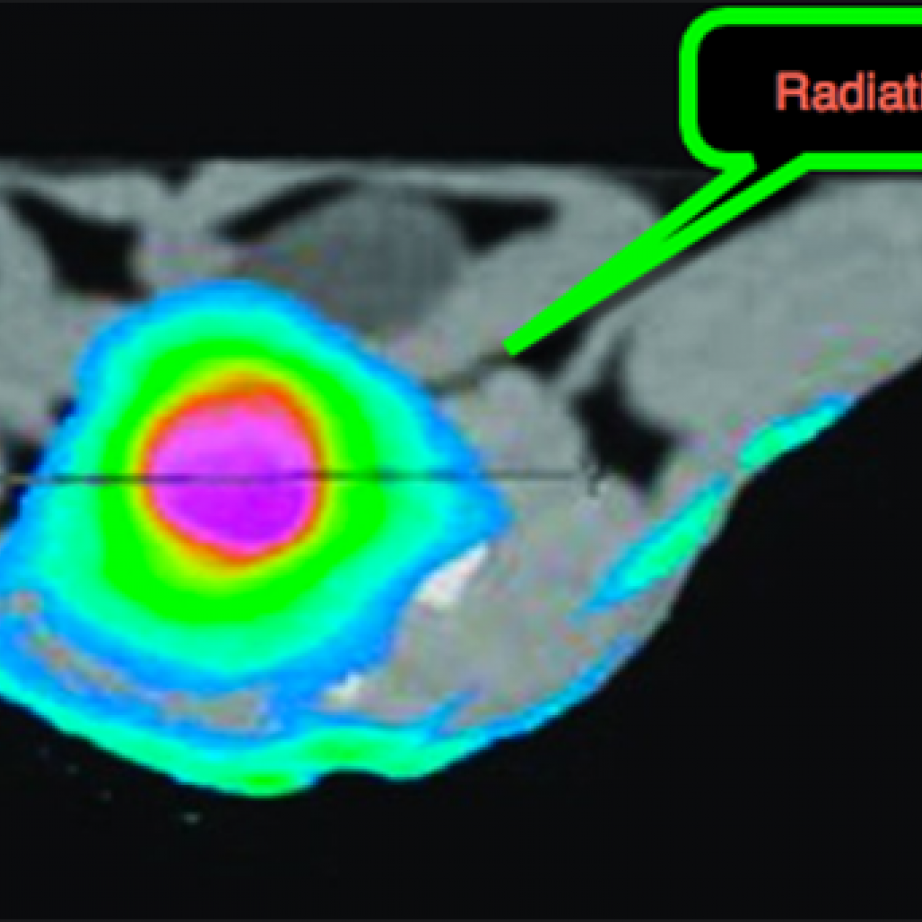 Figure 2. 3D radiation dose distribution of rodent-morphic dosimeter.png