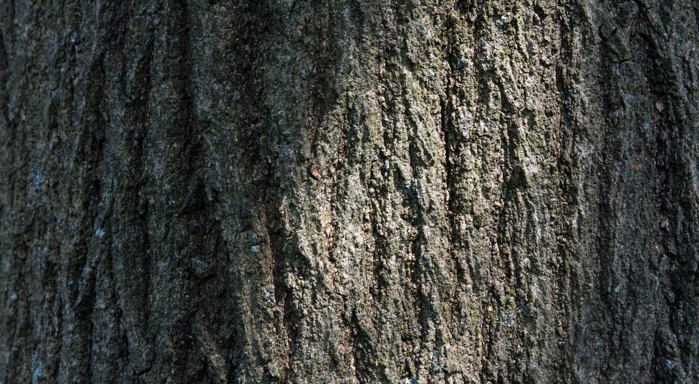 Tree trunk