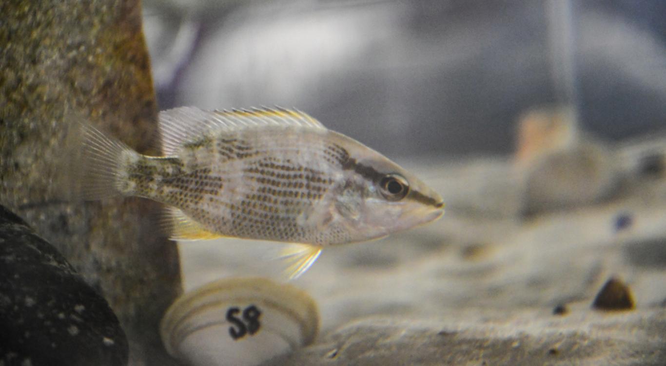 Fish swimming in a tank