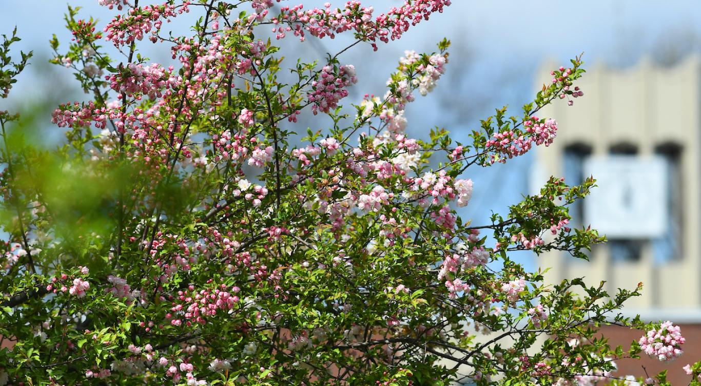 Flowers outside of library
