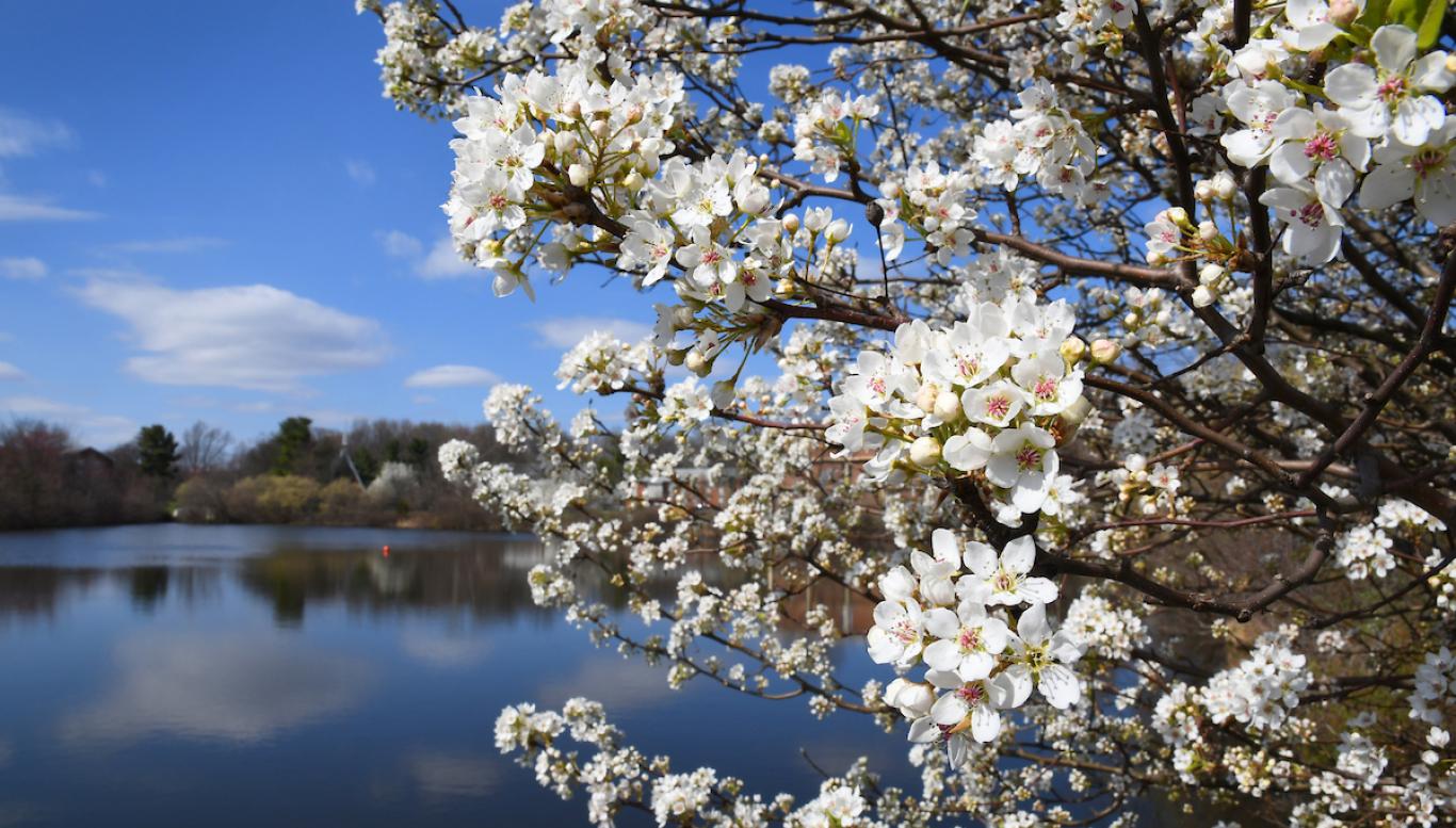 Flowers in the foreground and lake in the background