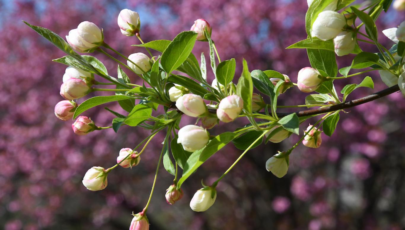 Flowers on a tree on campus