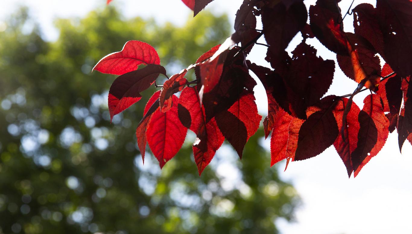 Fall campus leaves