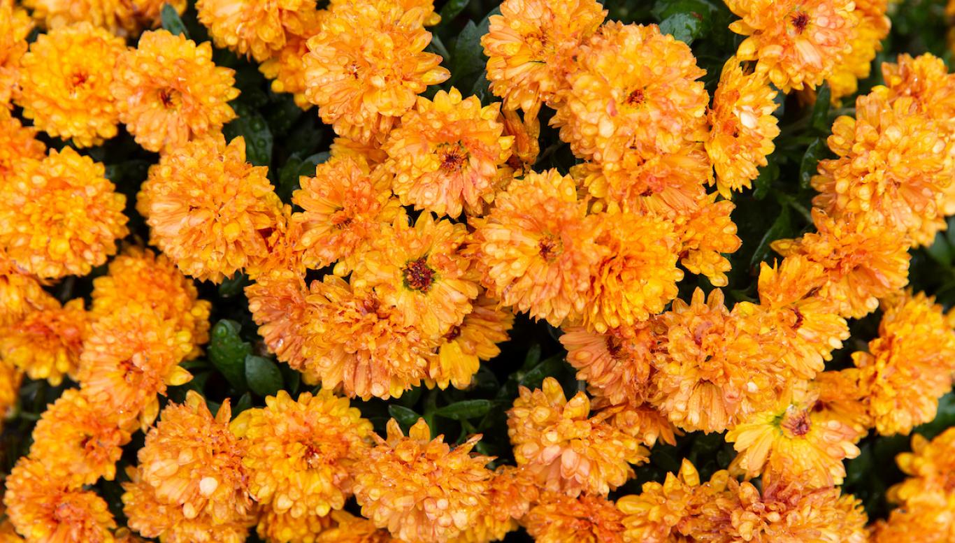 Marigolds