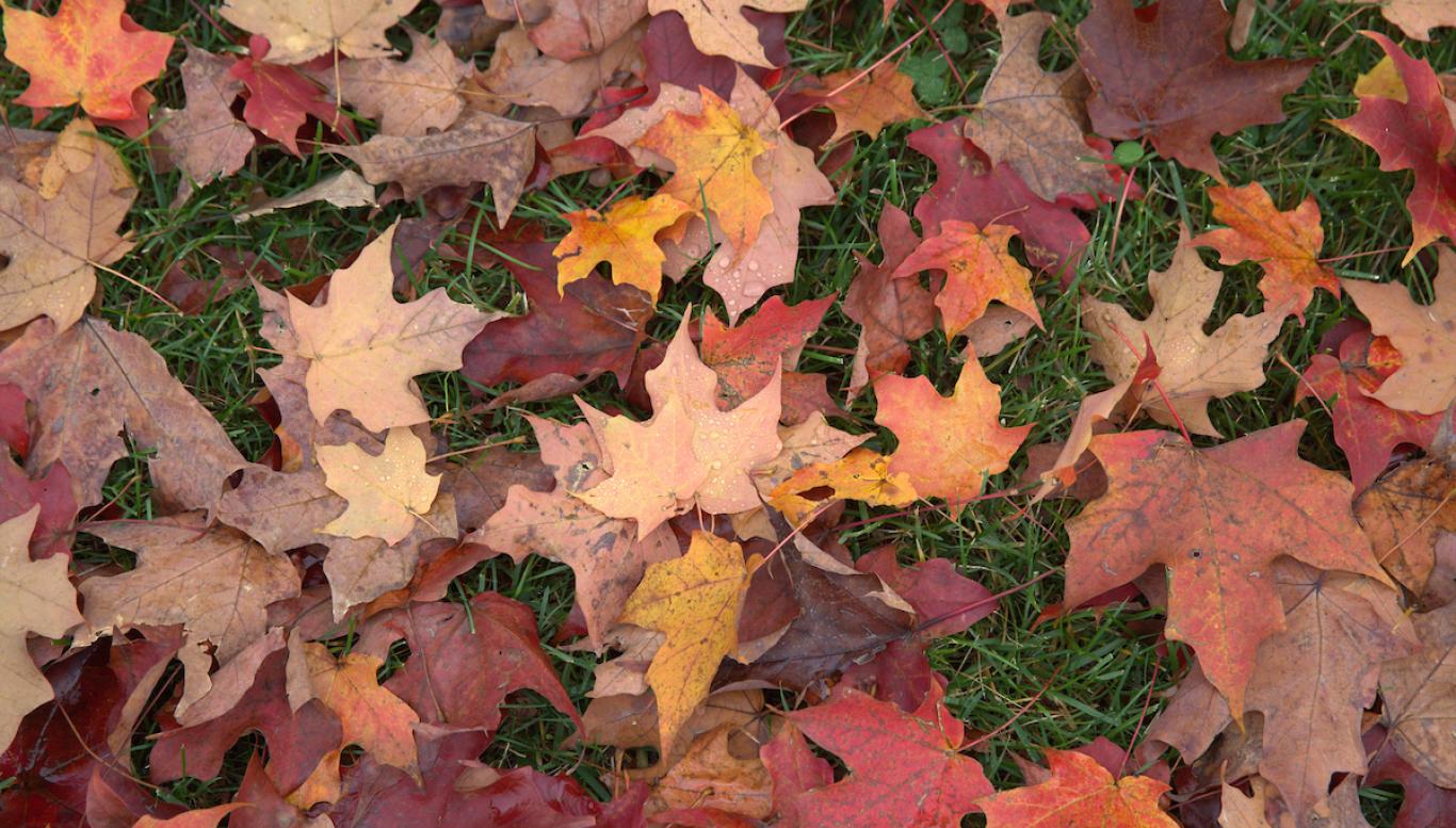Autumn leaves on the campus ground
