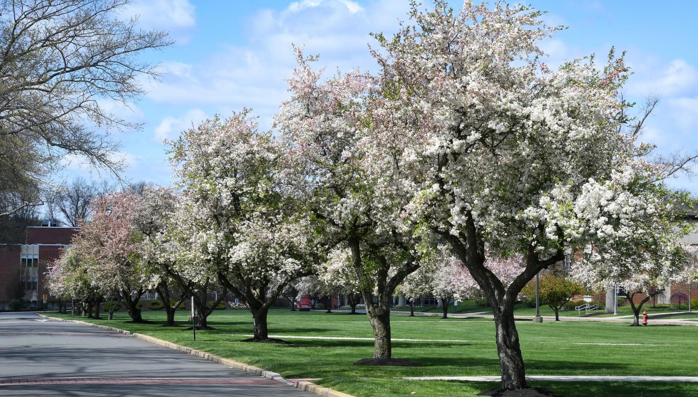 Trees along the campus mall