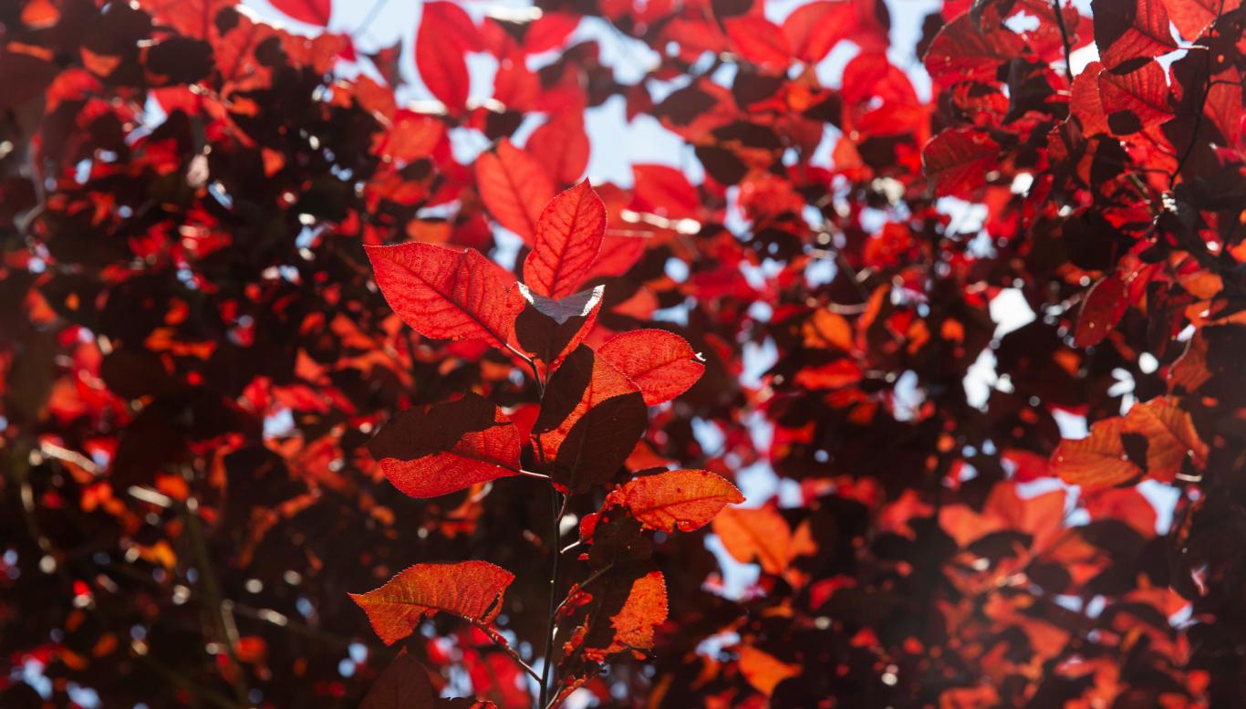 Red leaves in early September