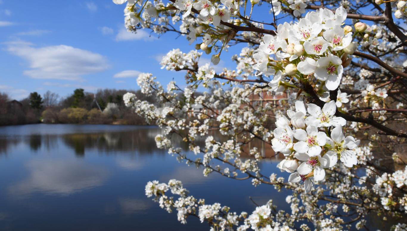 Trees blossom near Centennial Lake in spring