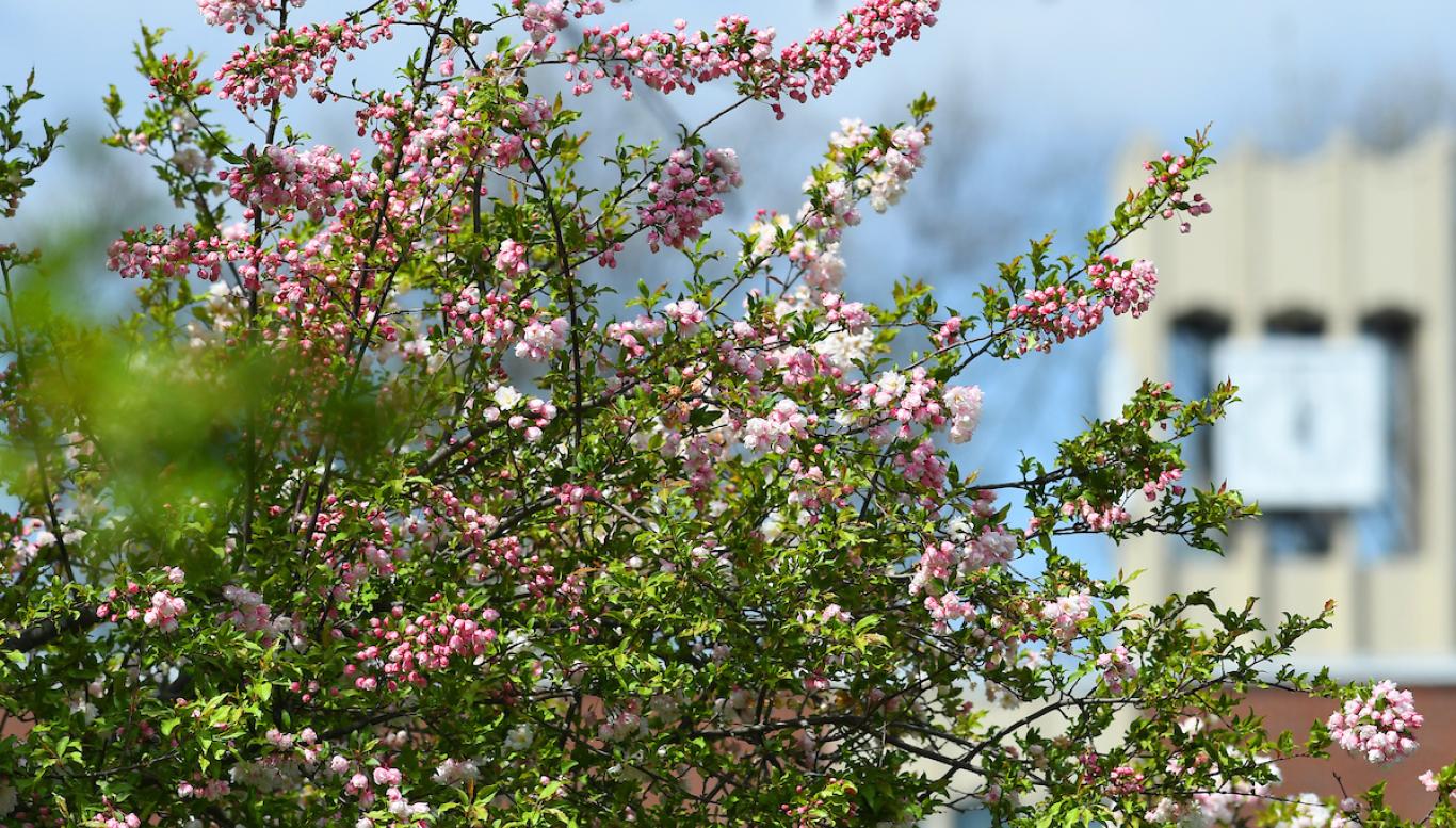 Flowers outside of library