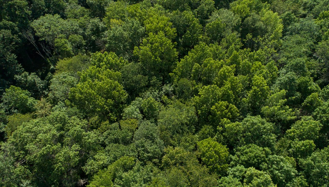 Aerial picture of trees