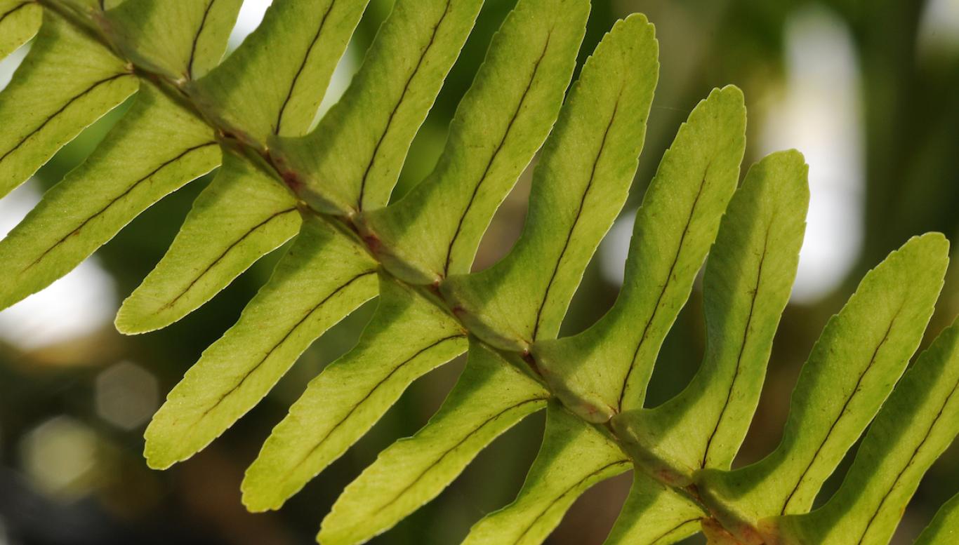 Green leaf